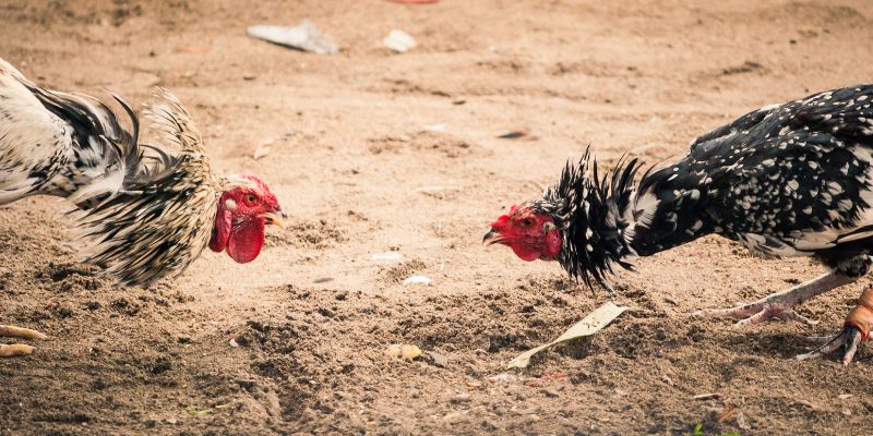 Những chiến kê mạnh mẽ, được trang bị cựa sắc bén, bước vào trường chọi
