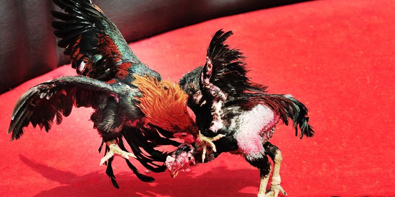 Kỹ năng và sức bền của các chiến kê tạo nên những pha đánh nghẹt thở
